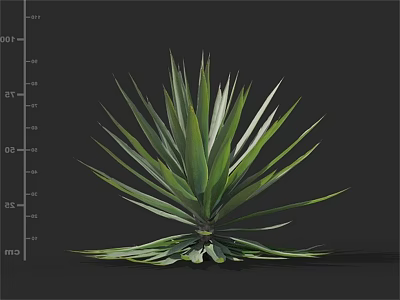 Agave Plant With Green Sharp Pointed Leaves And Radial Foliage Arrangement 3d model