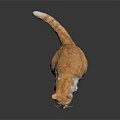Orange and white cat sitting on shiny surface with dark background