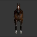 Brown Horse With Colorful Saddle Blanket And Leather Bridle Standing On Dark Background