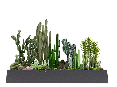 Bonsai Potted Plants With Various Cacti And Succulents In Rectangular Planter 3d model