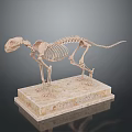 Squirrel Skeleton Specimen Anatomical Model on Display Stand with Detailed Bone Structure 3d model