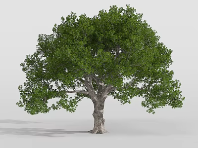 Lush Green Tree With Thick Trunk And Dense Foliage In Natural Environment 3d model