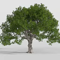 Lush Green Tree With Thick Trunk And Dense Foliage In Natural Environment