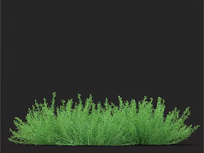 Lush Green Fresh Grass Growing Vibrantly in Natural Garden Setting 3d model