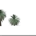 Tall Lush Palm Trees With Green Fronds And Straight Trunks In White Background