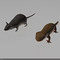 Dark Colored Mouse And Brown Lizard With Green Eyes On White Background