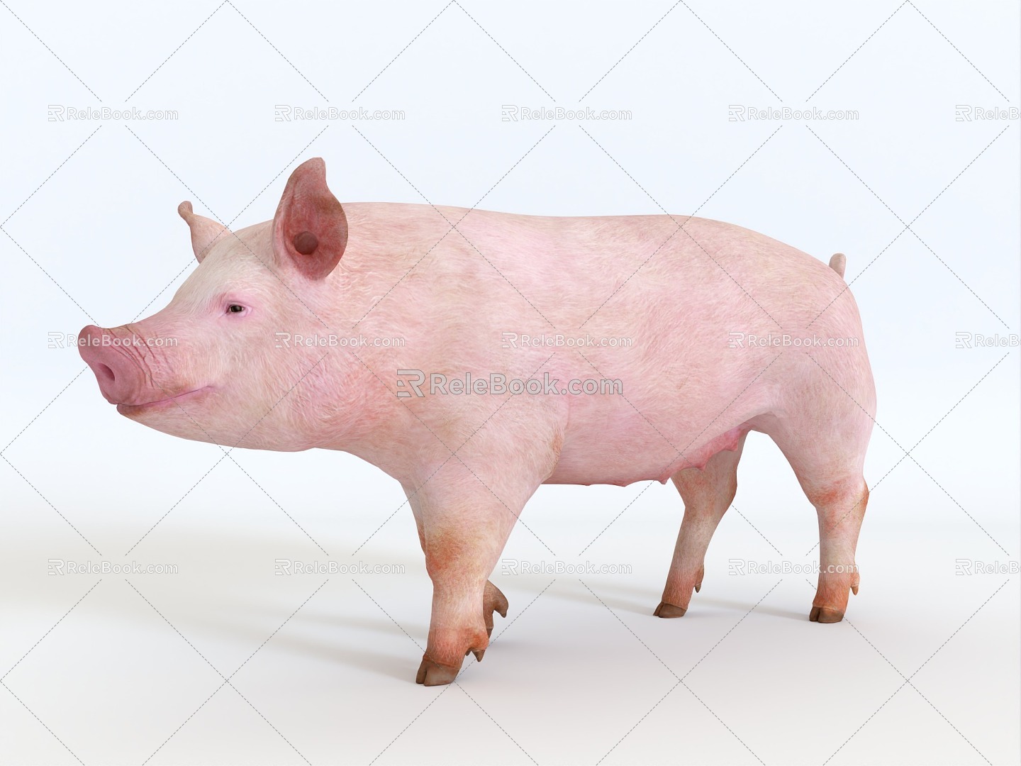 Pig Piglet Pig Bajie Second Senior Brother Fat Pig Northeast Min Pig Northwest Bamei Pig Zhejiang Jinhua Pig Central China Two Black Pig Animal Specimens 3d model