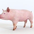 Pig Piglet Pig Bajie Second Senior Brother Fat Pig Northeast Min Pig Northwest Bamei Pig Zhejiang Jinhua Pig Central China Two Black Pig Animal Specimens 3d model