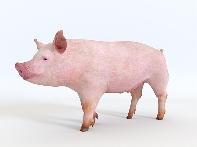 Piglet Pig Bajie Second Senior Brother Fat Pig Northeast Min Pig Northwest Bamei Pig Zhejiang Jinhua Pig Central China Two Black Pig Animal Specimens 3d model