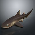 Brown Shark 3D Model with Fins on Gray Background and Reflection 3d model