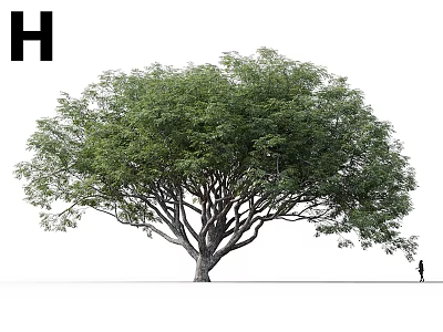 Mature Arbor with Dense Green Leaves Spreading Branches Thick Trunk and Person for Scale 3d model