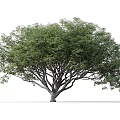 Mature Arbor with Dense Green Leaves Spreading Branches Thick Trunk and Person for Scale
