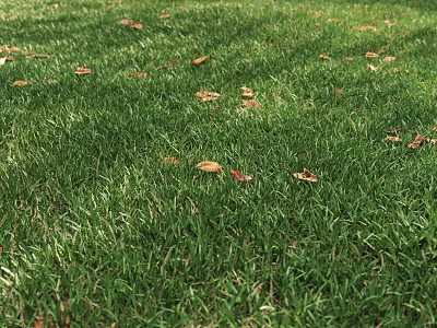 modern grassland 3d model