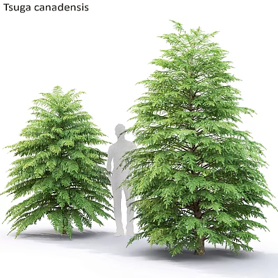 Decorative Ornament Set With Green Trees And Human Silhouette For Home Decoration 3d model