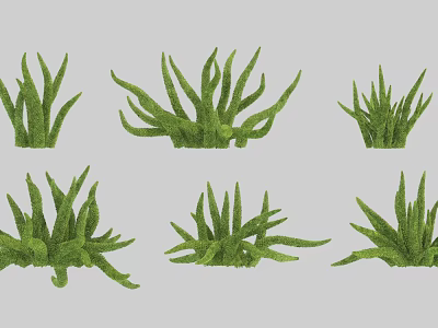 Decorative Green Plants With Various Leafy Shapes And Fresh Foliage For Indoor Garden 3d model