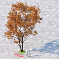 Ornamental Outdoor Arbor With Orange Yellow Foliage Standing On Paved Ground Casting Long Shadow