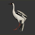 Modern Crane White Stork Birds 3d model