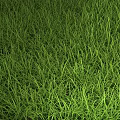 Lush Green Grass with Tall Slender Blades in Fresh Natural Outdoor Setting