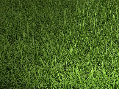 Lush Green Grass with Tall Slender Blades in Fresh Natural Outdoor Setting 3d model