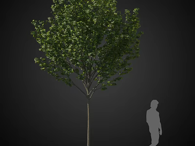 Arbor With Lush Green Foliage And Sturdy Trunk Featuring Human Silhouette For Scale 3d model