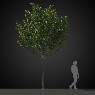 Arbor With Lush Green Foliage And Sturdy Trunk Featuring Human Silhouette For Scale 3d model