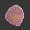 Orange Yellow Striped Shell Shaped Sculpture with Polished Surface and Smooth Texture
