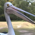 White And Black Pelican With Long Beak Standing On Grassy Field In Natural Setting