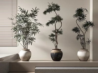 Bonsai Plants With Green Leaves In Various Pots On Light Shelf By Window Blinds 3d model