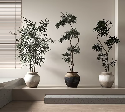 Bonsai Plants With Green Leaves In Various Pots On Light Shelf By Window Blinds 3d model