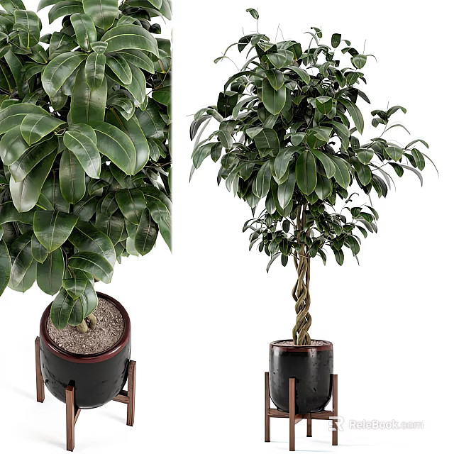 Potted Bonsai Tree with Lush Green Leaves and Braided Trunk in Black Pot on Stand 3d model 