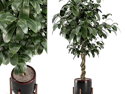Potted Bonsai Tree with Lush Green Leaves and Braided Trunk in Black Pot on Stand 3d model