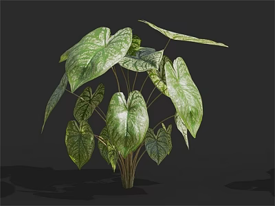 Variegated Leaf Plant with Green and White Patterned Foliage in Lush Growth 3d model