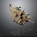 Detailed Marine Conch Animal Shell With Spiral Shape Natural Texture And Close Up View