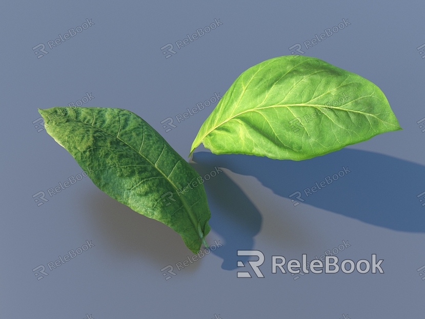 vegetable leaf food model