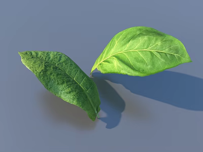 Healthy Fresh Green Vegetable Leaves Showing Visible Veins On Gray Background 3d model