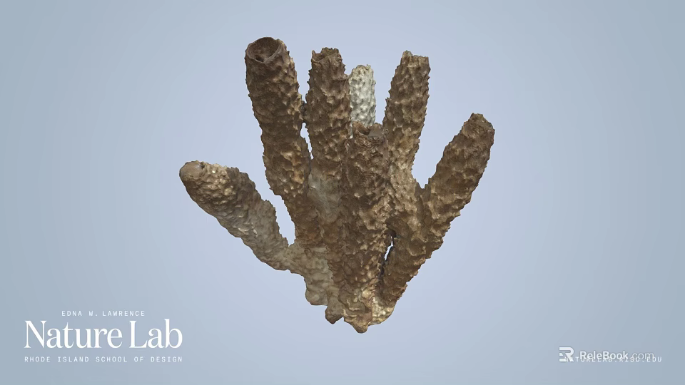 Brown Branched Marine Organism With Detailed Textured Surface And Natural Structure 3d model 