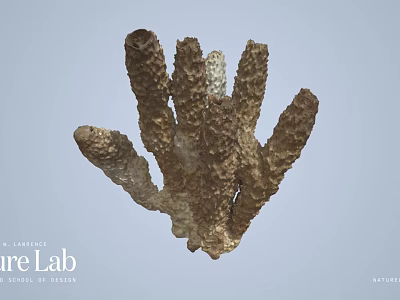 Brown Branched Marine Organism With Detailed Textured Surface And Natural Structure 3d model