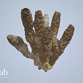 Brown Branched Marine Organism With Detailed Textured Surface And Natural Structure