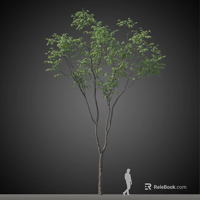 Tall Deciduous Tree With Lush Green Leaves Slender Trunk And Human Figure For Scale 3d model 