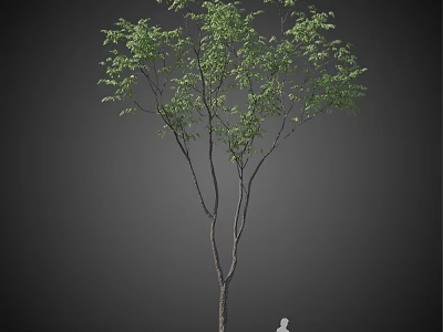 Tall Deciduous Tree With Lush Green Leaves Slender Trunk And Human Figure For Scale 3d model