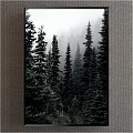 Serene Misty Forest Landscape Painting Featuring Tall Pine Trees And Dense Greenery