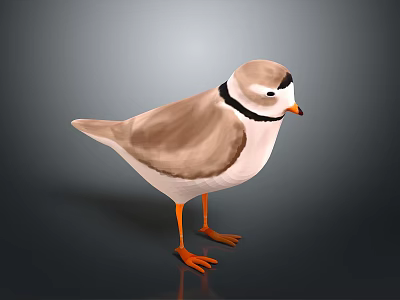 Standing Brown And White Bird With Black Neck Ring And Orange Legs On Gray Background 3d model