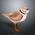 Standing Brown And White Bird With Black Neck Ring And Orange Legs On Gray Background