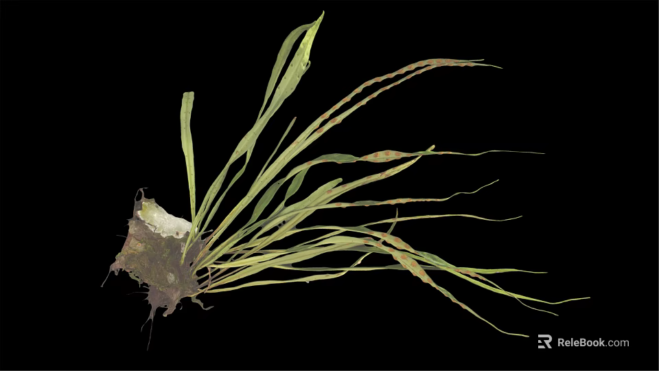 Green Leafy Plant with Long Curved Leaves and Root Structure on Black Background 3d model 