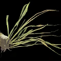 Green Leafy Plant with Long Curved Leaves and Root Structure on Black Background
