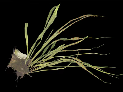 Green Leafy Plant with Long Curved Leaves and Root Structure on Black Background 3d model