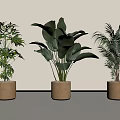 Three Different Potted Plants in Beige Planters for Indoor Home Decor