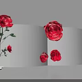 Stunning Photo Spot With Red Roses On Display Stand And White Background