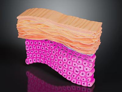 Medical Device Multilayer Structure with Orange Tissue Layer and Pink Porous Scaffold for Tissue Engineering 3d model