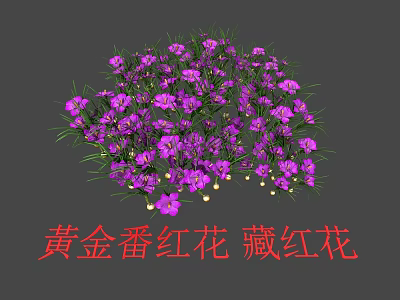 Purple Golden Saffron Flowers Blooming Cluster With Fresh Green Leaves 3d model